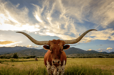 Texas Longhorn Steer